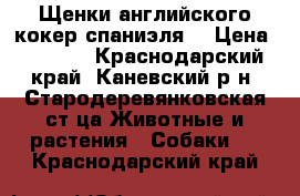 Щенки английского кокер-спаниэля  › Цена ­ 3 500 - Краснодарский край, Каневский р-н, Стародеревянковская ст-ца Животные и растения » Собаки   . Краснодарский край